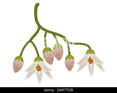 Fleurs d'arbre tamarillo isolées sur un fond blanc. Illustration de Vecteur