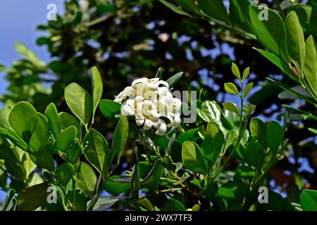 Fleurs de jasmin orange sur arbre (Murraya paniculata) sur jardin tropical Banque D'Images