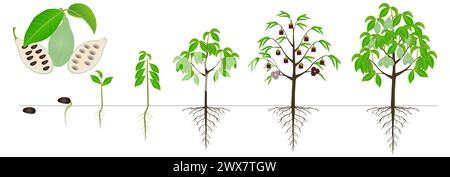 Cycle de croissance de asimina triloba la plante pawpaw sur un fond blanc. Illustration de Vecteur