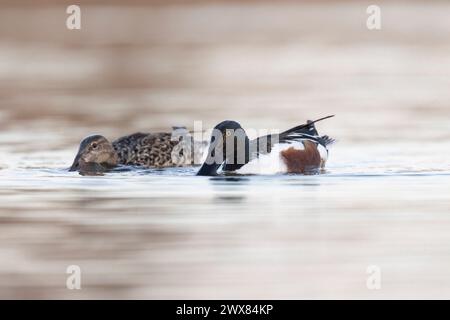 Le mâle pelleteuse du nord (Spatula clypeata), ou canard pelleteuse du nord. Banque D'Images