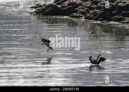 L'oie égyptienne douce rétro-éclairée débarque sur l'eau. Fleuve Douro, au nord du Portugal. Banque D'Images