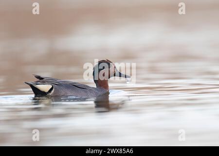 Sarcelle eurasienne (Anas crecca), sarcelle commune, ou sarcelle eurasienne à ailettes vertes, petit canard. Banque D'Images