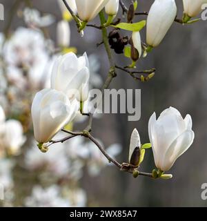 Magnolia fleuri montrant des bourgeons et des fleurs blanches au printemps Banque D'Images
