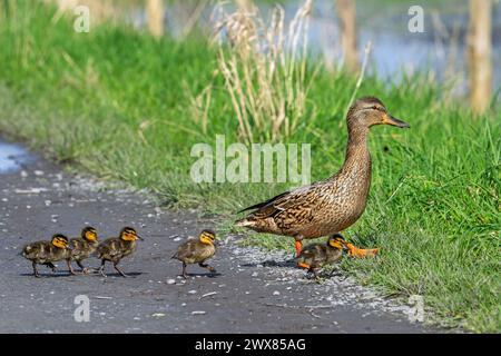 Colvert / canard sauvage (Anas platyrhynchos) femelle marchant et conduisant les canetons sur le chemin de l'étang au printemps Banque D'Images