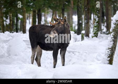 Orignal / élan (Alces alces) jeune taureau avec de petits bois se nourrissant dans la forêt de conifères dans la neige en hiver, Suède Banque D'Images