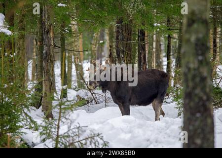 Orignal / élan (Alces alces) jeune taureau avec de petits bois se nourrissant dans la forêt de conifères dans la neige en hiver, Suède Banque D'Images