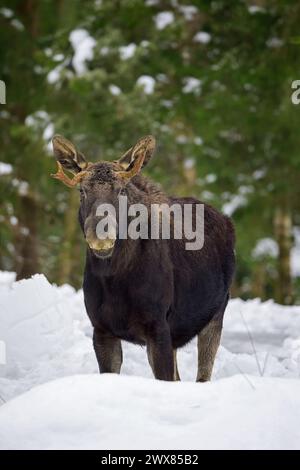 Orignal / élan (Alces alces) jeune taureau avec de petits bois se nourrissant dans la forêt de conifères dans la neige en hiver, Suède Banque D'Images