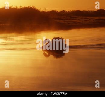 Cygne muet, Cygnus olor, dans une pose agressive avec Wings Raised nageant sur l'eau un matin brumeux à Dawn, Sunrise, Stanpit Marsh, Royaume-Uni Banque D'Images