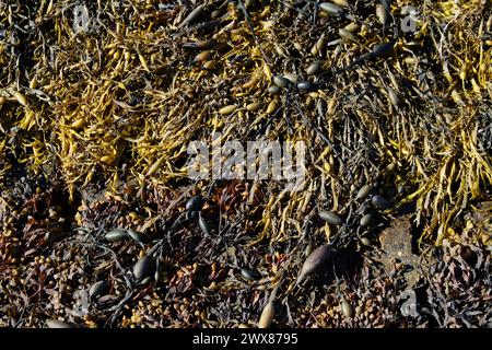 Mélange d'algues canaliculata canaliculata, et d'algues nouées, Ascophyllum nodosum, sur la haute-Côte, Lymington, Royaume-Uni Banque D'Images