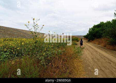 Tournesols le long du sentier avec randonneur au barrage du Carbon Canyon Regional Park à Brea, Californie. Banque D'Images