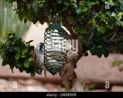 Moineaux mangeant aux mangeoires d'oiseaux sur un arbre dans un jardin Banque D'Images