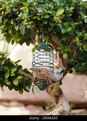 Moineaux mangeant aux mangeoires d'oiseaux sur un arbre dans un jardin Banque D'Images