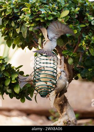 Moineaux mangeant aux mangeoires d'oiseaux sur un arbre dans un jardin Banque D'Images