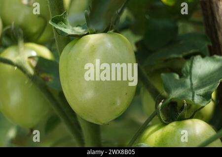 Tomate verte (aussi appelée Solanum lycopersicum, Lycopersicon lycopersicum, Lycopersicon esculentum) sur l'arbre Banque D'Images