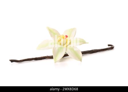 Belle fleur de vanille avec bâton isolé sur fond blanc Banque D'Images