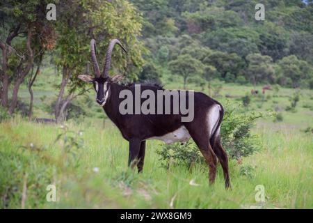 Londres, Royaume-Uni. 4 janvier 2019. Une antilope de sable dans une réserve naturelle au Zimbabwe. CREDIT : VUK VALCIC/ALAMY RESTRICTION D'UTILISATION : CETTE IMAGE NE DOIT PAS ÊTRE UTILISÉE POUR PROMOUVOIR LA CHASSE NI DANS TOUTE PUBLICATION/SITE WEB QUI PROMEUT LA CHASSE Banque D'Images