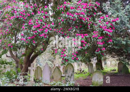 Rhododendron rose dans le vieux cimetière de Southampton Banque D'Images