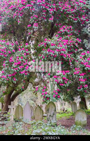 Rhododendron rose dans le vieux cimetière de Southampton Banque D'Images