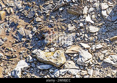grenouille se prélasse au soleil entre les pierres. Protection des amphibiens et autres animaux Banque D'Images