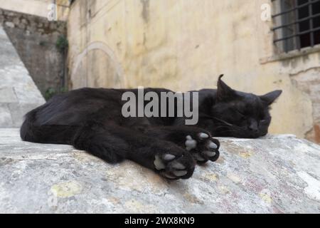 Chat mignon se relaxant sur un trottoir dans la vieille ville de Kotor, Monténégro. Le chat Felis catus, chat domestique ou chat domestique est une espèce domestiquée dans la fa Banque D'Images