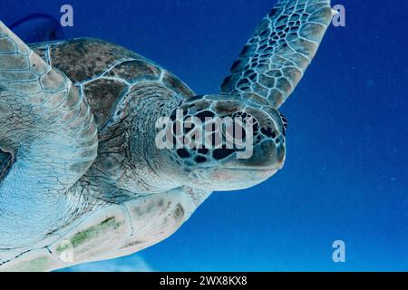 Tortue de mer verte nager sous l'eau Banque D'Images