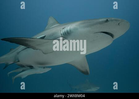 Taureau requin nageant à Playa del Carmen Banque D'Images