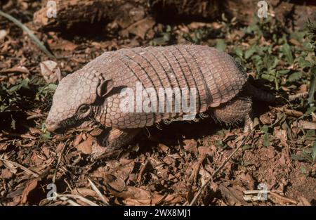 Armadillo (Chaetophractus villosus) Banque D'Images