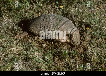 Armadillo (Chaetophractus villosus) Banque D'Images