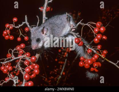 Lérot comestible européen ou lérot gras européen (Glis glis) sur arbre fruitier Banque D'Images