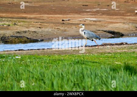 Heron gris volant, chasse et perquisition Banque D'Images