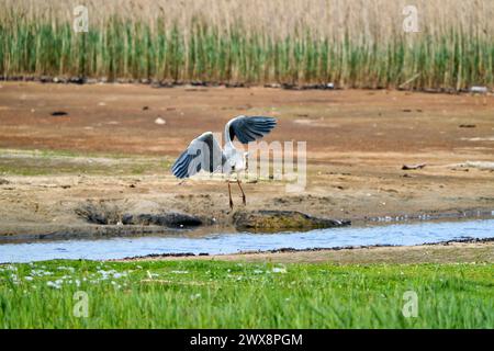 Heron gris volant, chasse et perquisition Banque D'Images