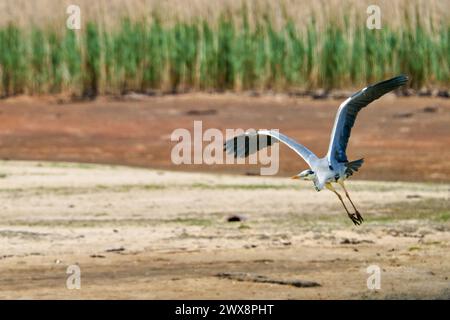 Heron gris volant, chasse et perquisition Banque D'Images