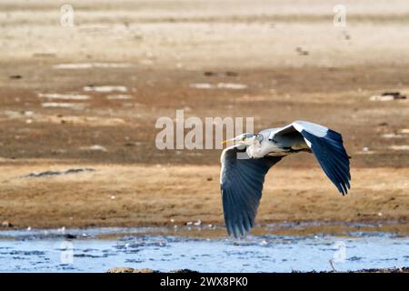 Heron gris volant, chasse et perquisition Banque D'Images