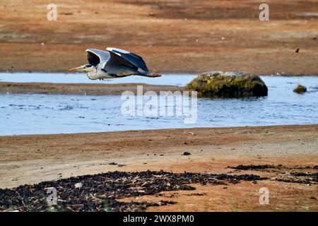 Heron gris volant, chasse et perquisition Banque D'Images