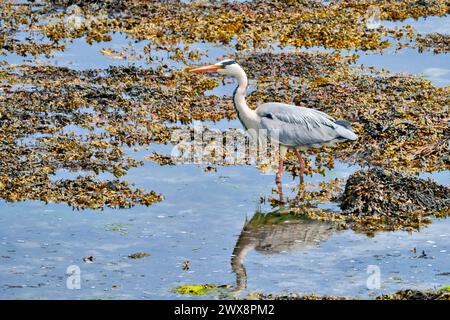 Heron gris volant, chasse et perquisition Banque D'Images