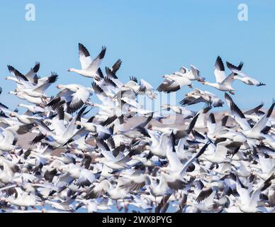 Un troupeau d'oies des neiges prend son envol dans le refuge national de faune sauvage de Bosque del Apache, au Nouveau-Mexique. Banque D'Images