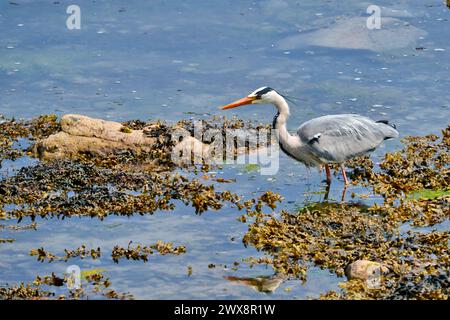 Heron gris volant, chasse et perquisition Banque D'Images