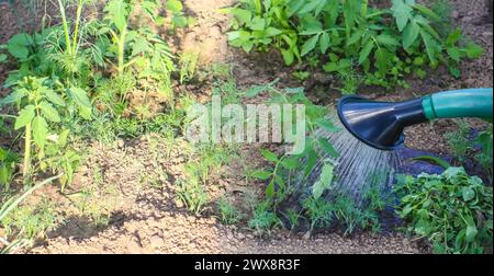 Légumes arrosés d'un arrosoir dans la serre. Banque D'Images