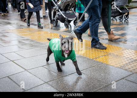 Petit chien en manteau vert se joint à la parade Warrington St Patrick's Day 2024 Banque D'Images