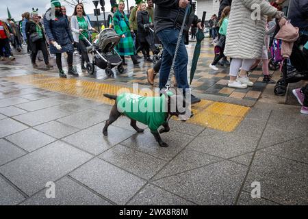 Petit chien en manteau vert se joint à la parade Warrington St Patrick's Day 2024 Banque D'Images