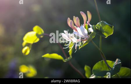 Chèvrefeuille dans un jardin. Fleurs Lonicera sempervirens,, chèvrefeuille européen, ou plante woodbine en saison de floraison. Banque D'Images