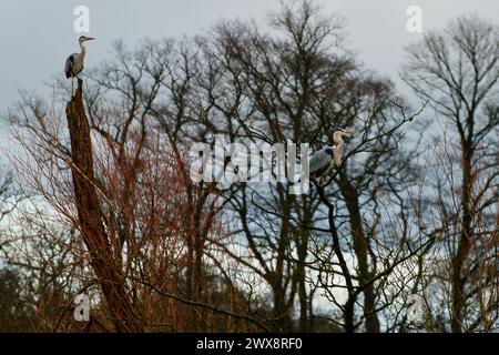 Heron gris volant, chasse et perquisition Banque D'Images