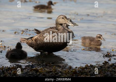 Un canard Eider femelle (Somateria mollissima), avec des poussins sur Inner Farne, îles Farne, Northumberland Banque D'Images