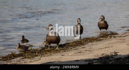 Un canard Eider femelle (Somateria mollissima), avec des poussins sur Inner Farne, îles Farne, Northumberland Banque D'Images