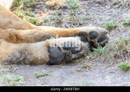 Une vue détaillée d'une patte de lion pressée fermement contre la terre, montrant les grandes griffes et les coussinets texturés du pied de l'animal. Banque D'Images