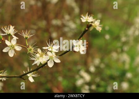 Gros plan, une seule tige de fleur d'aubépine. Photo du début du printemps prise dans les bois de la réserve naturelle Wildgrounds à Gosport, en Angleterre. Banque D'Images