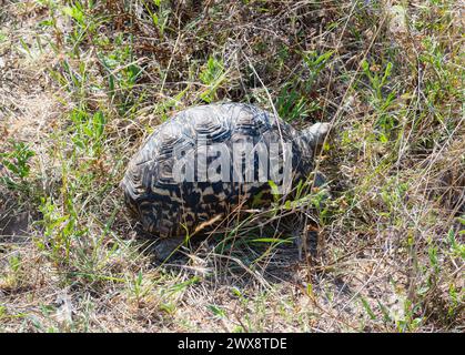 Une tortue léopard, scientifiquement connue sous le nom de Stigmochelys pardalis, progresse lentement à travers une vaste étendue d'herbe verte en Afrique du Sud. Banque D'Images