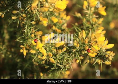 Coccinelles (coccinelles) sur les fleurs jaunes d'un buisson gorse. Photo du début du printemps prise dans les bois de la réserve naturelle Wildgrounds à Gosport, en Angleterre. Banque D'Images