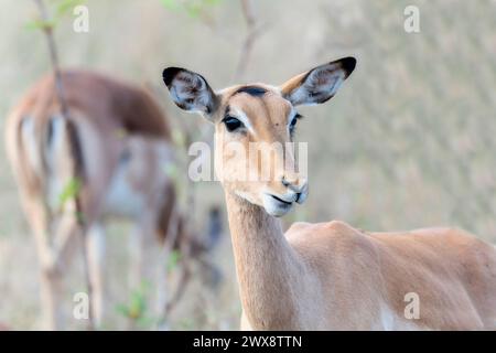 Un cerf impala, Aepyceros melampus, est vu debout côte à côte en Afrique du Sud. Le cerf pose gracieusement pour la caméra dans son habi naturel Banque D'Images