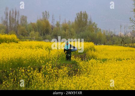 28 mars 2024, Srinagar Cachemire, Inde : Une femme marche dans un champ de moutarde à la périphérie de Srinagar. Le 28,2024 mars à Srinagar, Inde. (P Banque D'Images